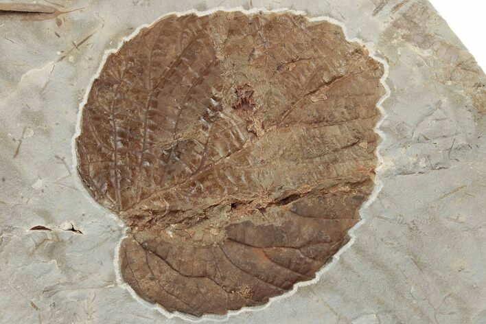 Fossil Leaf (Davidia) - Montana #188671